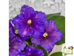 Nik-Сокровище Каравана (Н. Булко) 2022 г. (сортовой стартер)