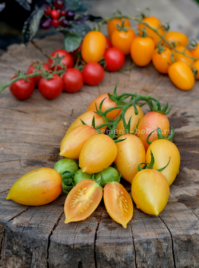 Томат Märchenzauber (Сказочная магия), 10 шт