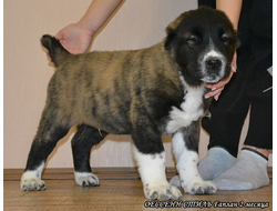 Кобель №2. ГАПЛАН (Тигровый с белым) ПРОДАН