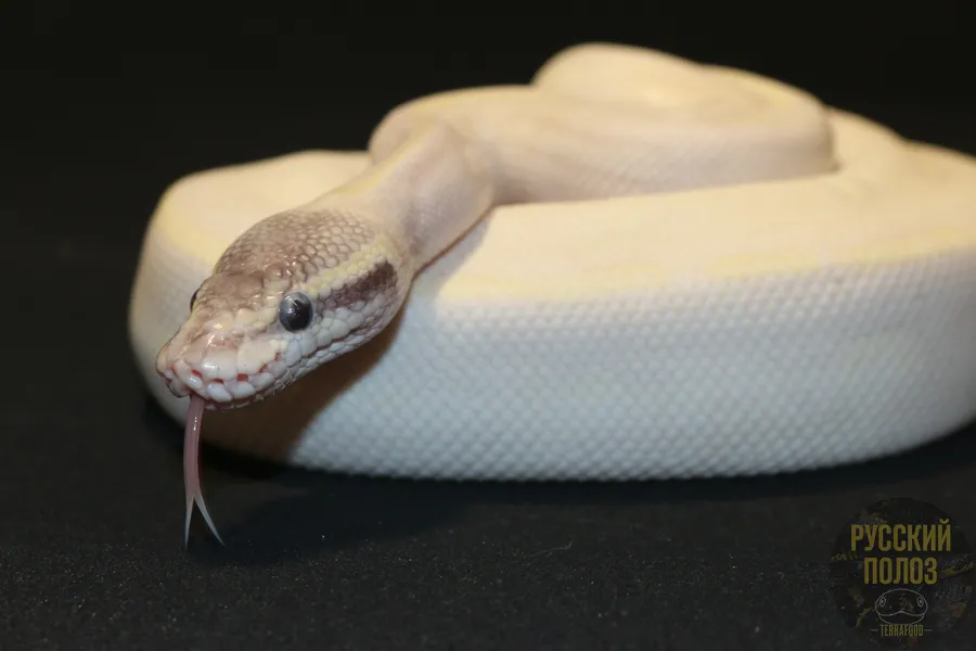 Королевский питон, Python regius, Ball Python
