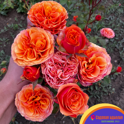 Соут Парк (South Park)