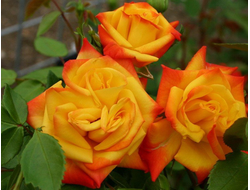 Роза флорибунда Samba, C7,5, штамб 80-100 см