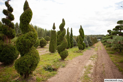 Туя Смаргад Грин Арт