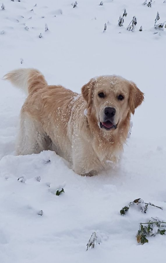 Русское Золото Лоуренс Ай Тодор