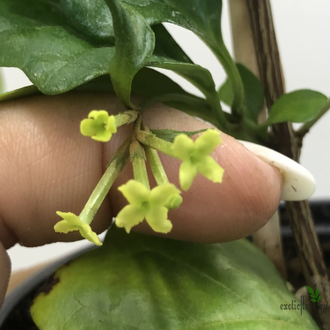 Никодемия дуболистная /  Nicodemia ( Buddleja indica )