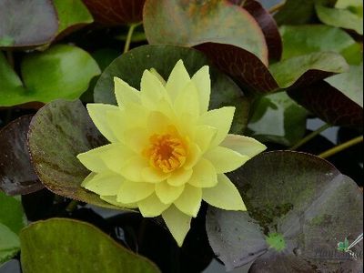 Нимфея Монстр Еллоу