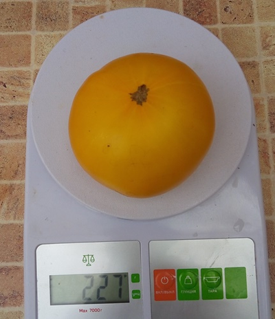 Томат Гном Золотой цыган, (Dwarf Golden Gypsy, Голден Джипси)