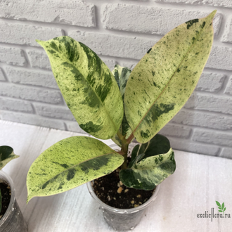 Ficus elastica "shivereana" / фикус эластика шивериана
