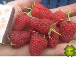 МАЛИНА "АТЛАНТ" (ремонтантная, крупноплодная) саженец 1 год