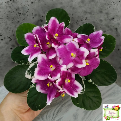 KZ-Источник Вдохновения (И. Заикина) 2023 г. (стартер сорт)