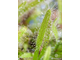 Drosera "Capensis var. Alba"