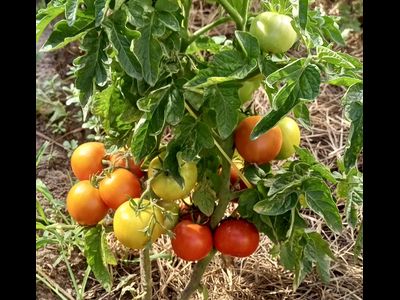 Томат Аленка