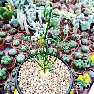 Альбука Спиральная - Albuca Spiralis