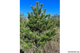 Сосна крымская Черная (Pinus nigra) – фото днем - красовский-сад.рф
