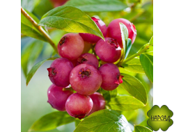 "ПИНК ЛИМОНАД" (РОЗОВЫЕ ЯГОДЫ)