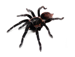 Brachypelma vagans н/о