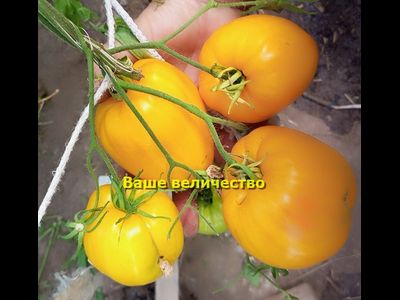 Томат Ваше величество