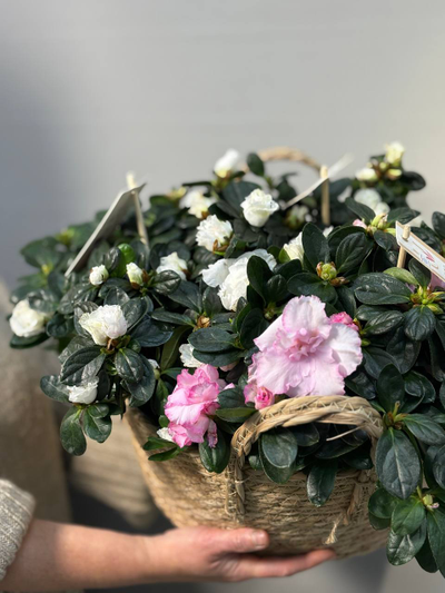 Цветок в горшке "Азалия"