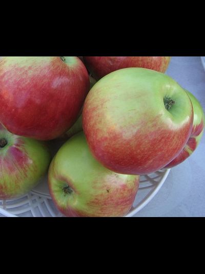 Свежесть (яблоня)