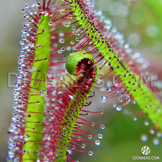 Drosera "Capensis var. Rubra"