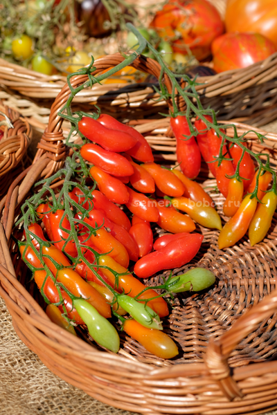 Томат Dulcita long (Сладкий Длинный), 5 шт