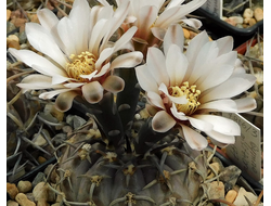 Gymnocalycium “asterium” - 5 семян