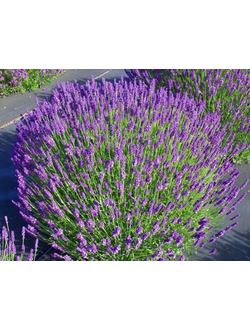 ЛАВАНДА узколистная в ассортименте С2