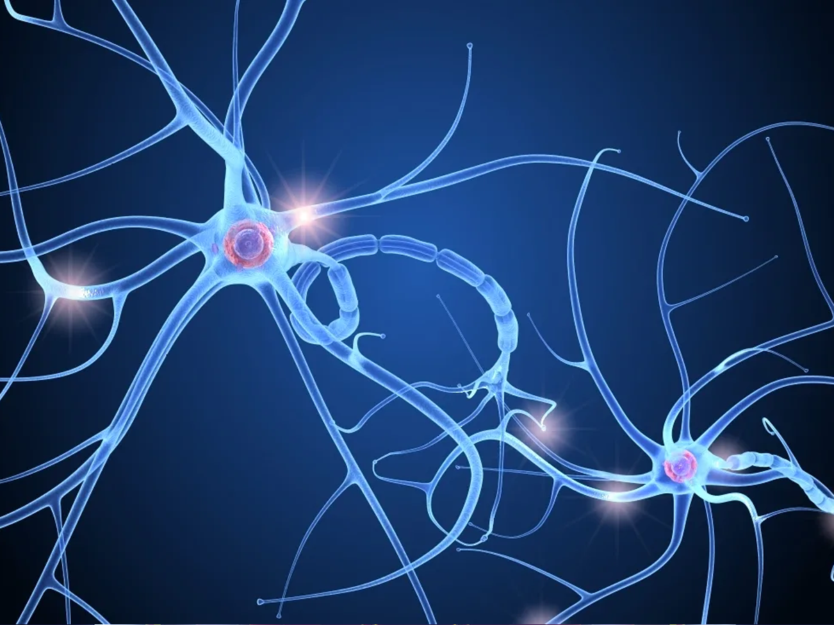 Нервные узлы и нейрон. Нейроны фон Экономо. Нервная система человека Нейрон. Нейрон клетка головного мозга. Синапс 3д.