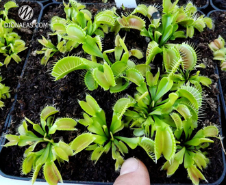 Dionaea muscipula Korrigan