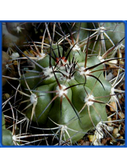 Copiapoa pseudocoguimbana v. vulgata HNS 190