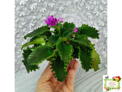 LV-Крапивка (Л. Шевелева) 2024 г. (лист посажен 15.09.25)