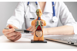 врач в белом халате показывает анатомию человека на скелете
