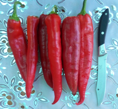 Перец острый Теща моя