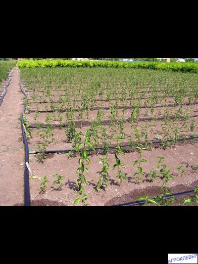 Капельная лента Шаг 10см бухта 100м