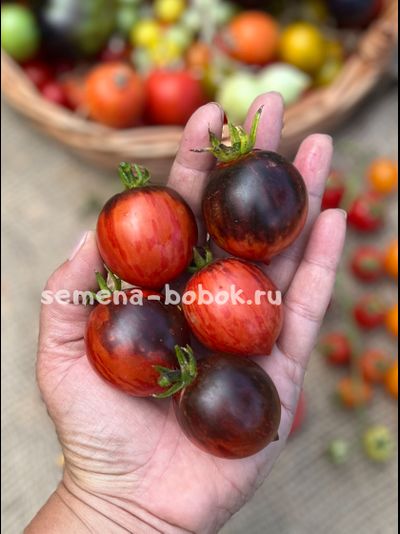 Томат Dwarf Shadow Boxing (Гном Бой с тенью), 10 шт