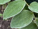 Polygonatum odoratum var. maximowiczii ‘Muhyou’