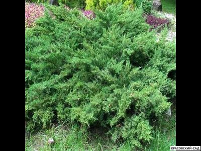 СкайРокет купить Красовский-Сад.рф