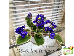 DS-Brian (Dimetris) 2014 г. (пестролистная бастл-листва)