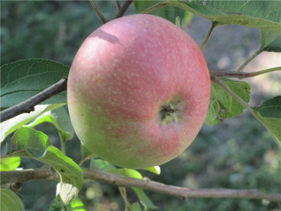 Дочь Макинтоша (яблоня)