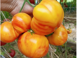 Томат Минни Пинн Страйп (Minnie's Pinn stripe)