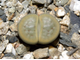 Lithops schwantesii v.marthae C299 - 10 семян