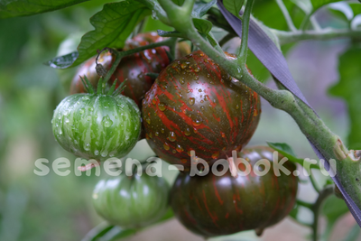 Томат Siegel's Dark Stripes (Темные Полосы Сигеля), 10 шт