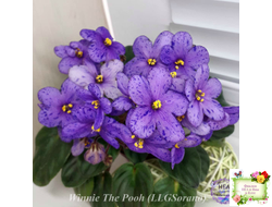 Winnie The Pooh (LLG/Sorano) (пасынок-стартер укоренённый)