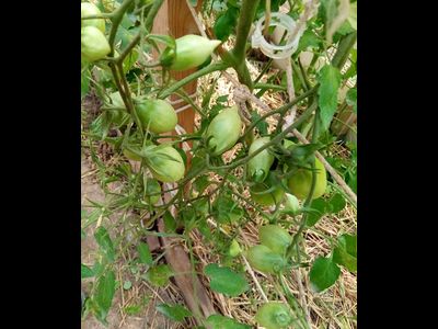 Томат Летнее искушение (Summer Temptation)