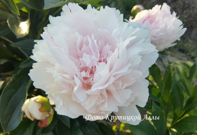 Пион Дарья Володина