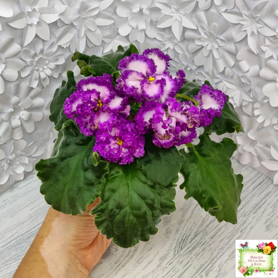 ПТ-Принцесса Ясмин (Т. Пугачева) 2019 г.