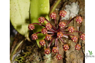 Hoya sp. EPC-690 IML0438 = Ноуа  plicata