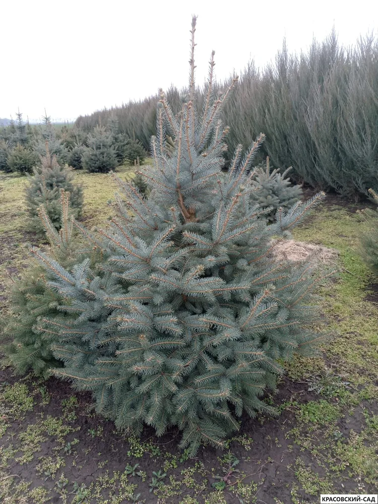 Ель колючая Глаука - Glauca - фото в питомнике - красовский-сад.рф