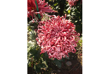 COBRA RED.
Интродукция НБС