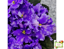 МТ-XXL Эльф (М. Тотиева) 2022 г.